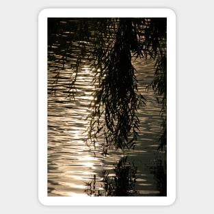 Weeping Willow Silhouette by Water Sticker